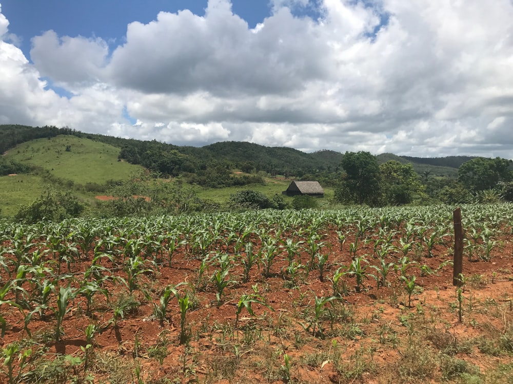 green corn field