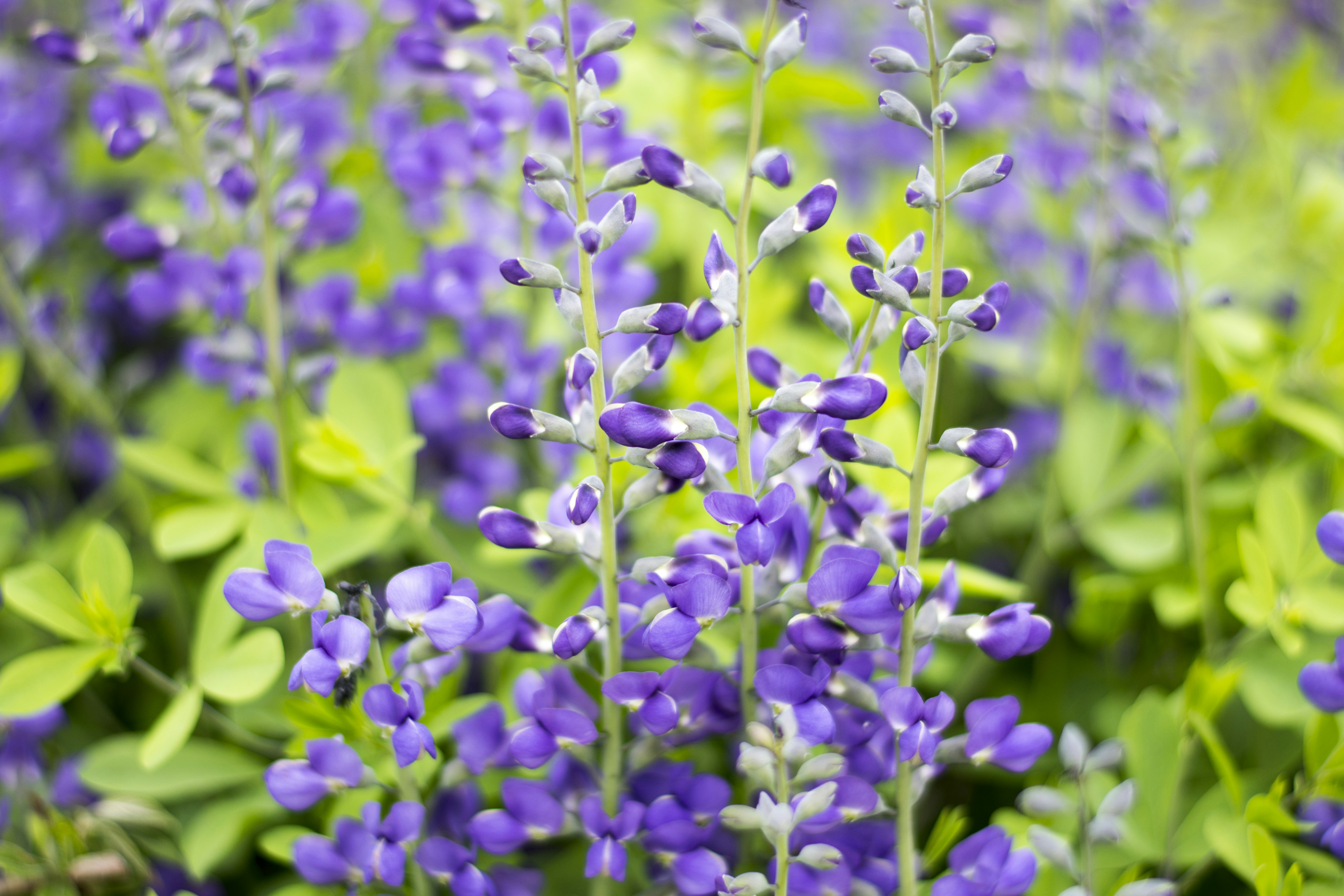 Photo by littlebearhugs