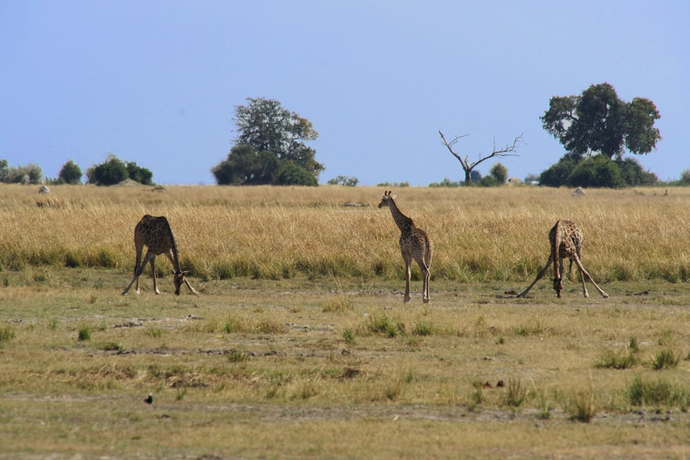 three brown giraffe