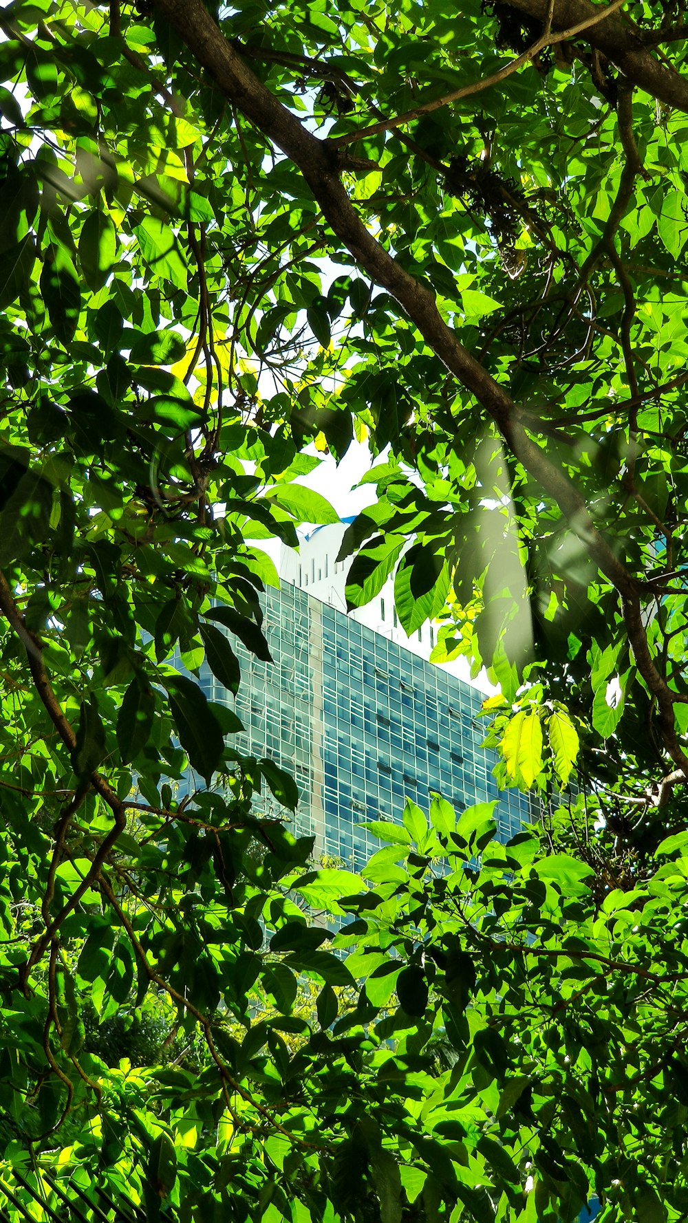 green-leafed trees