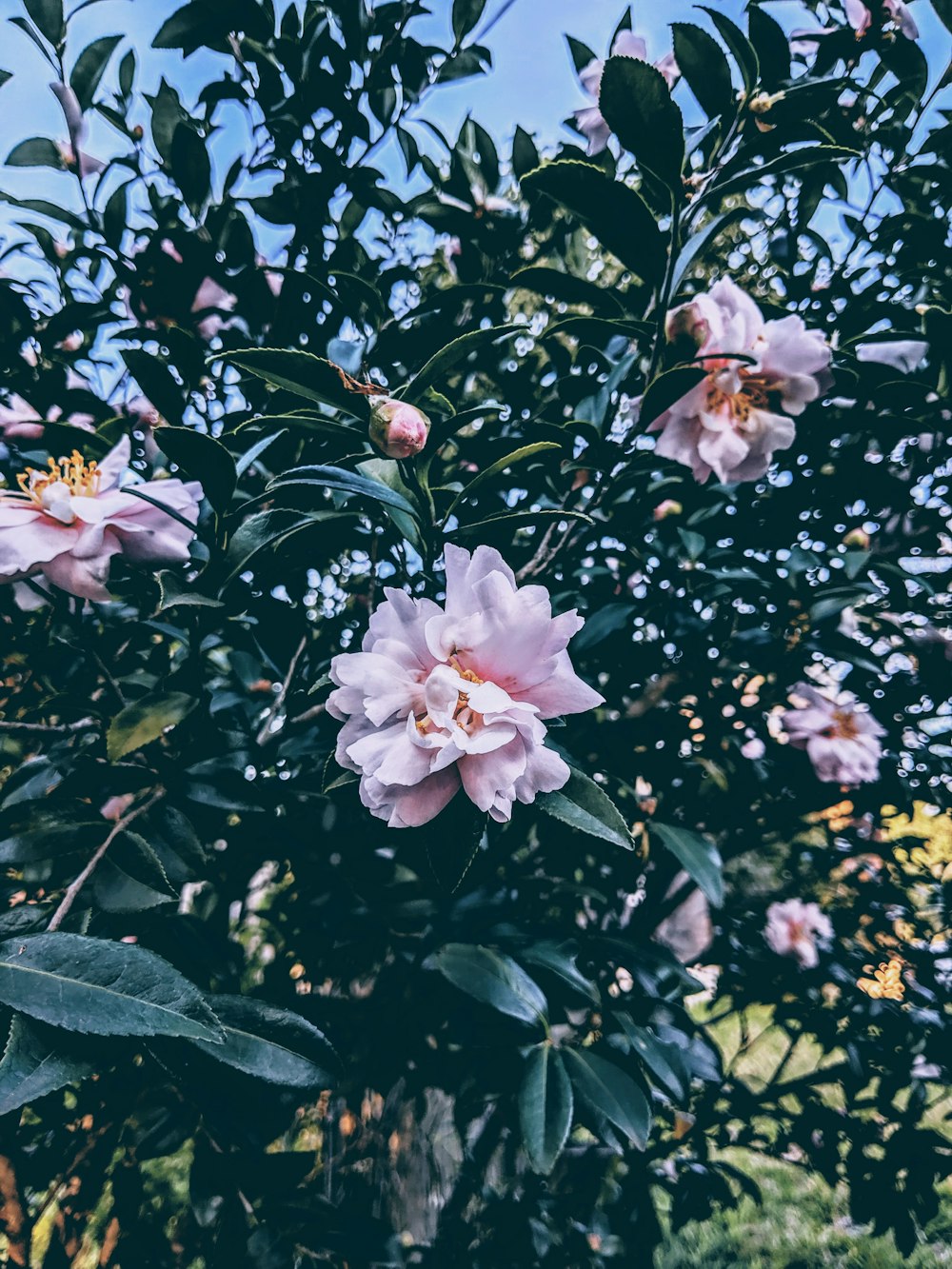 pink petaled flower