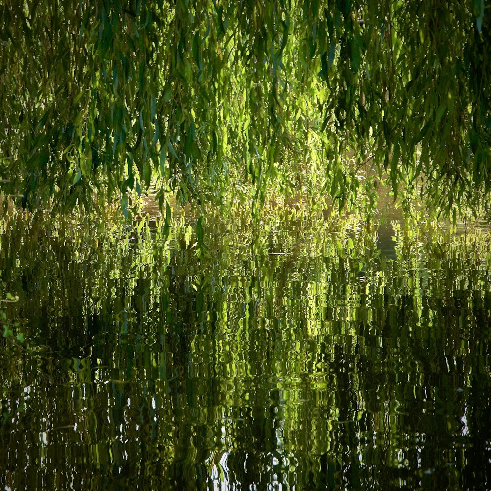 green weeping willow near body of water