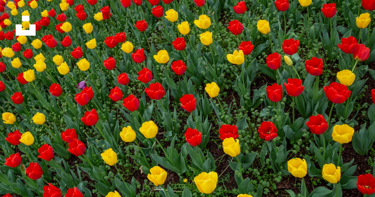Champ de fleurs rouges et jaunes photo – Photo Lynchburg Gratuite sur ...