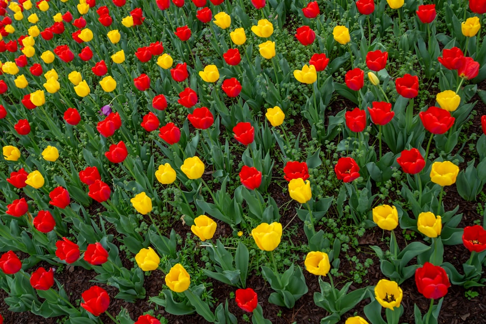 Campo de flores vermelho e amarelo