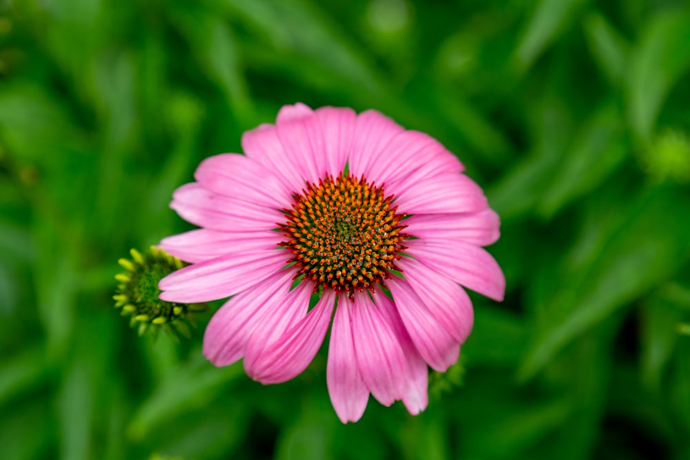 blooming pink daisy flower