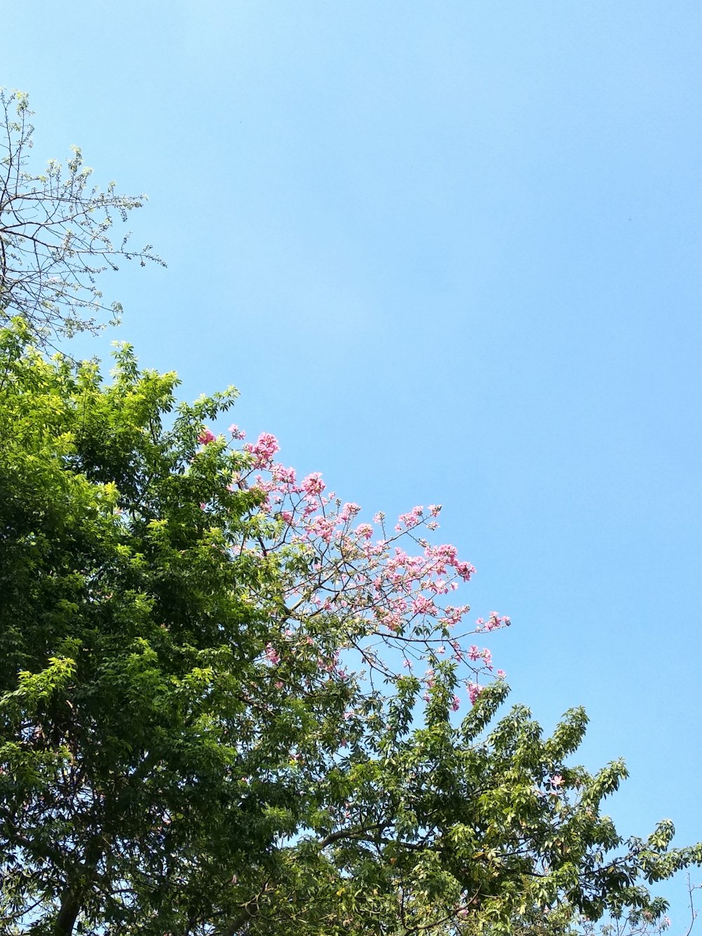 잔잔한 푸른 하늘 아래 녹색 잎 분홍색 꽃잎 꽃이 만발한 나무