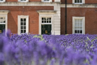 A field of vibrant lavender flowers stretches in the foreground, with a large brick building featuring white-trimmed windows and doors in the background.