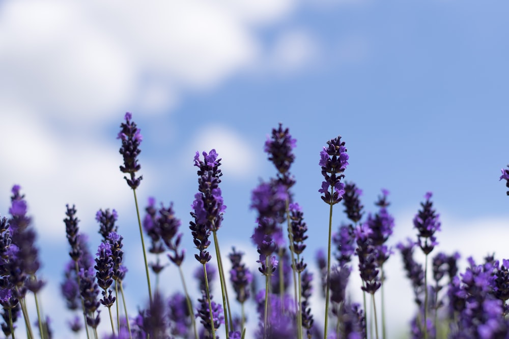 purple flowers