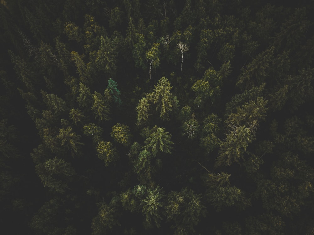 Fotografía aérea de árboles verdes