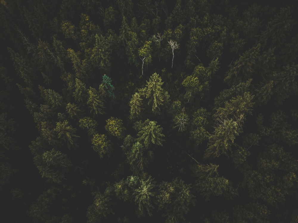 fotografia aérea de árvores verdes