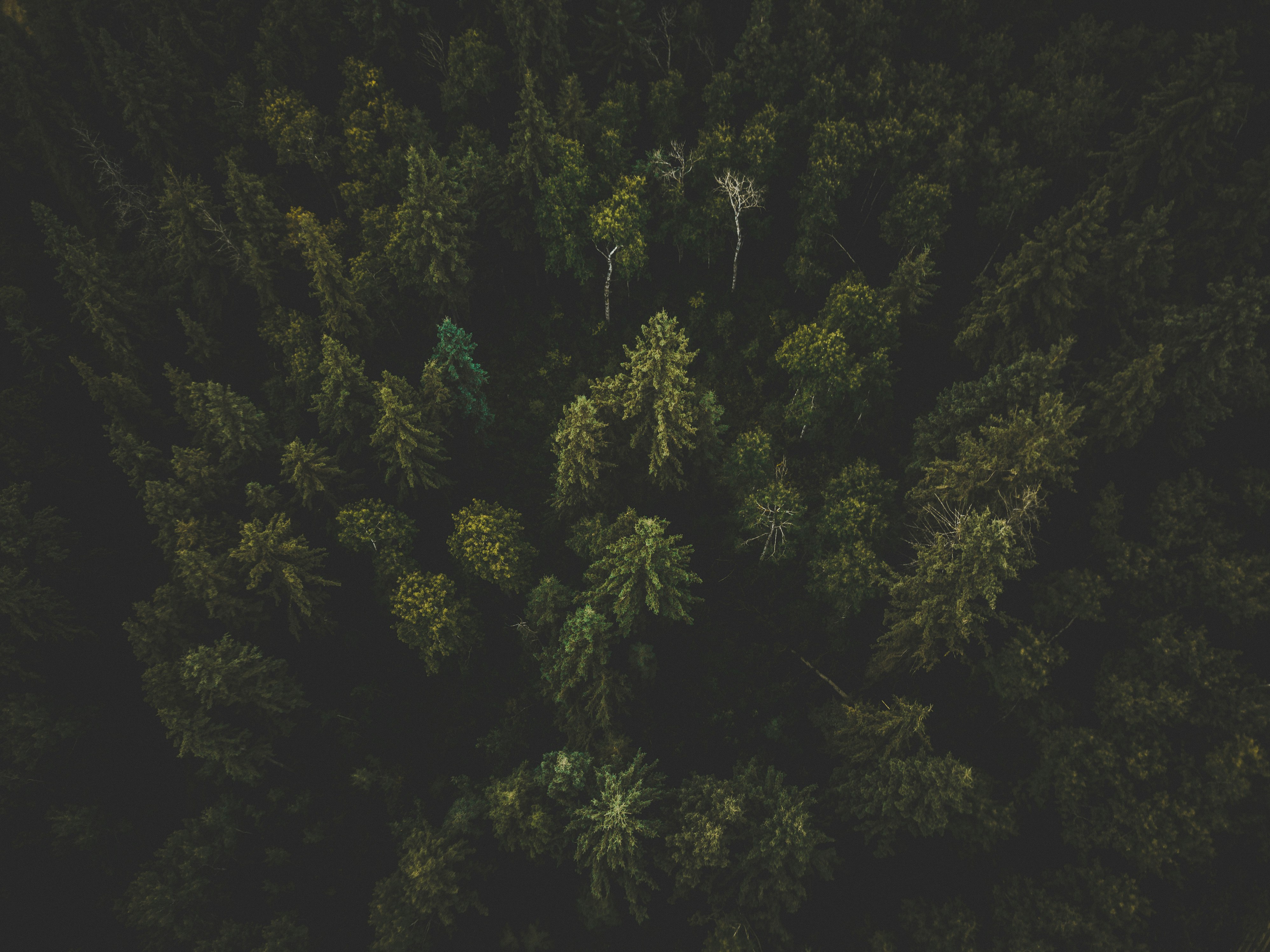 aerial photography of green trees