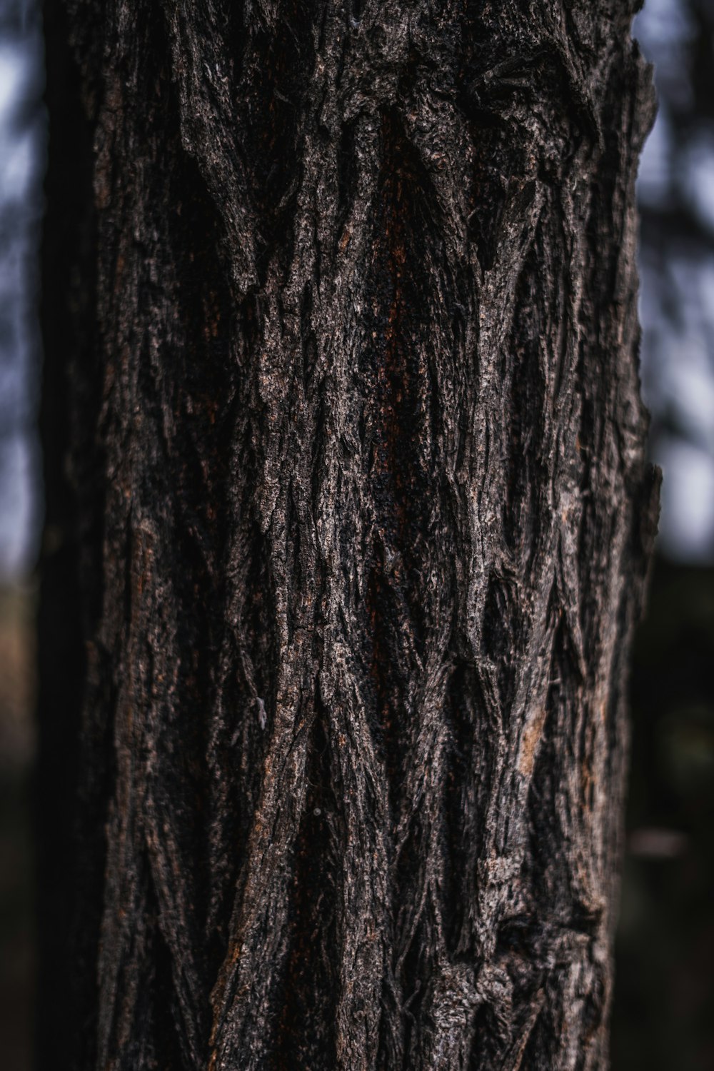 brown tree trunk