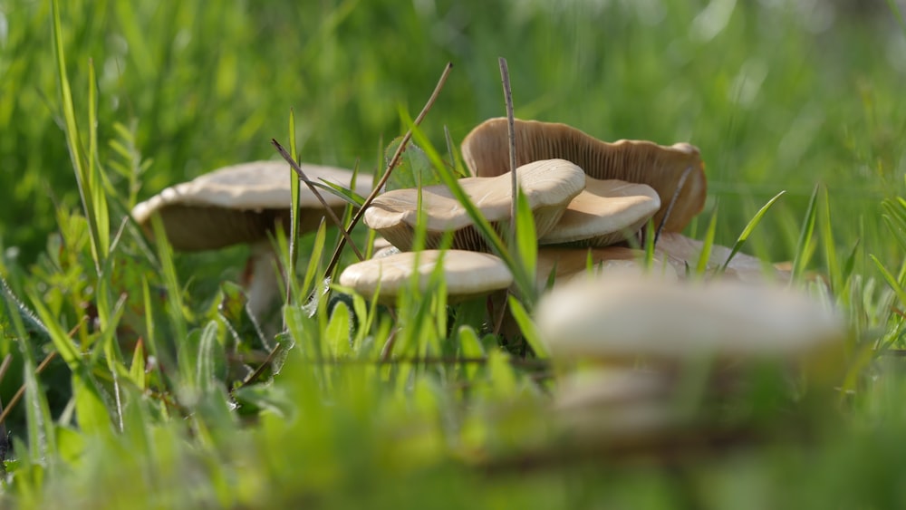 white mushrooms