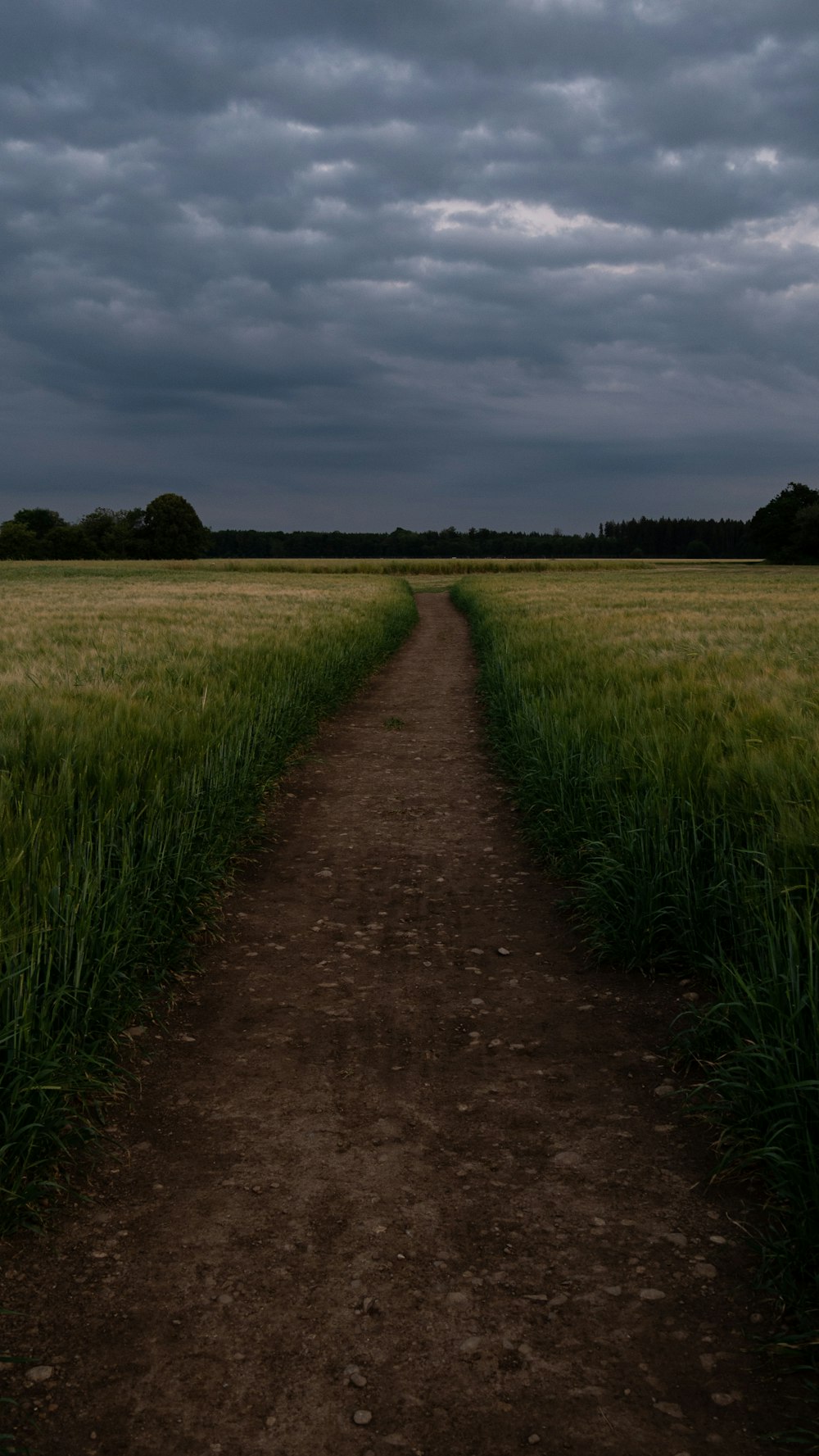 caminho estreito entre o campo de trigo