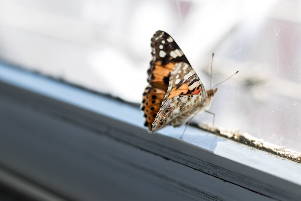 Mariposa marrón y negra en el marco de la ventana