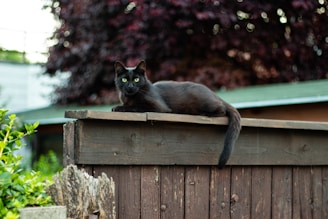 A sleek black cat with piercing green eyes perched elegantly on a rustic wooden fence.