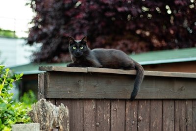 A sleek black cat with bright green eyes perched on a garden fence.
