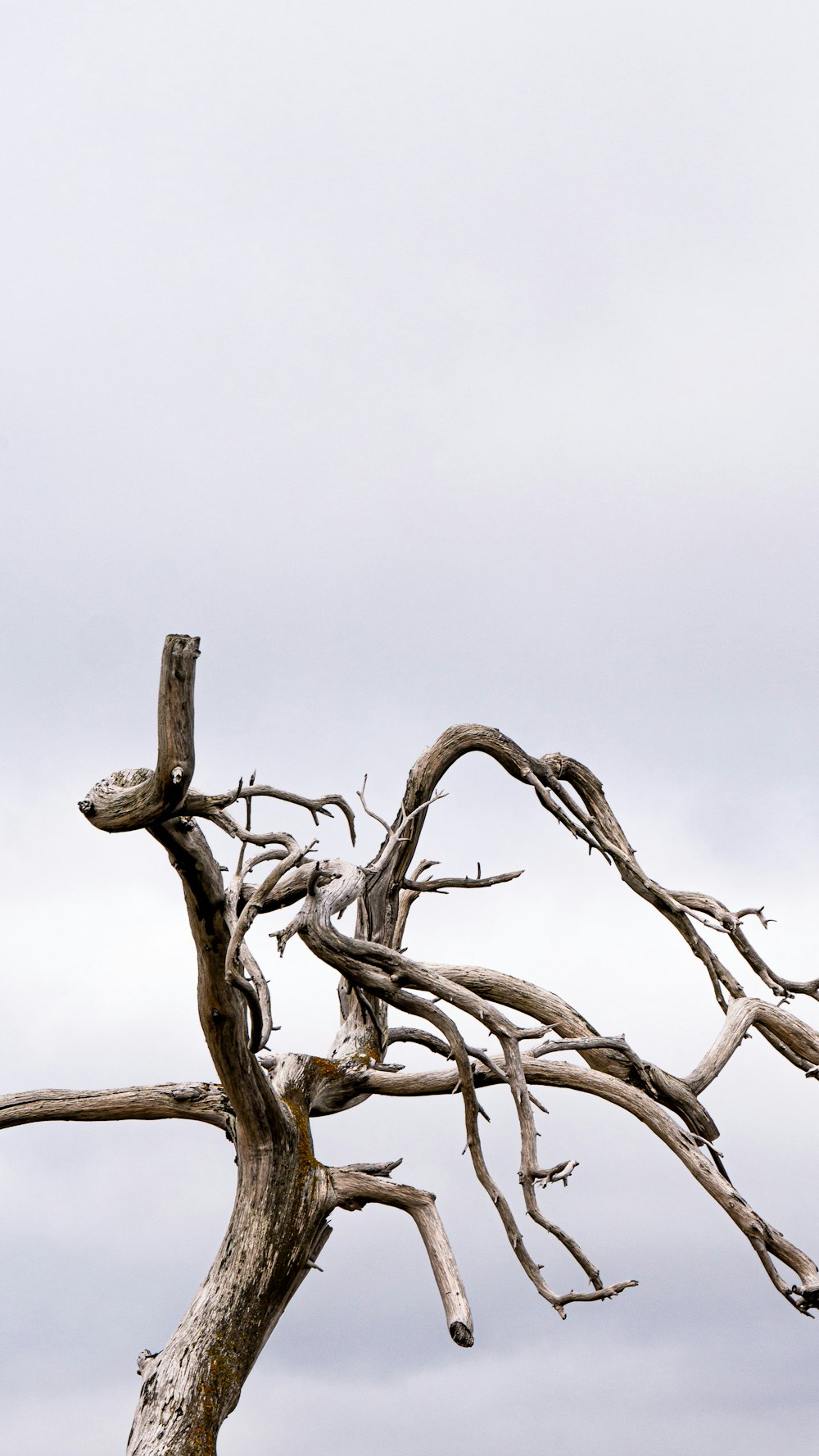 withered tree under gray sky