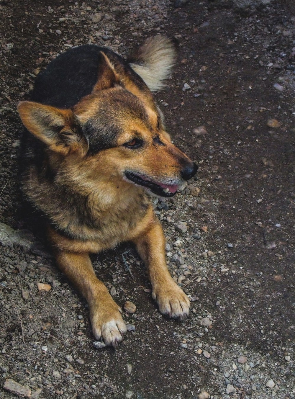 short-coated brown and black dog lying on ground