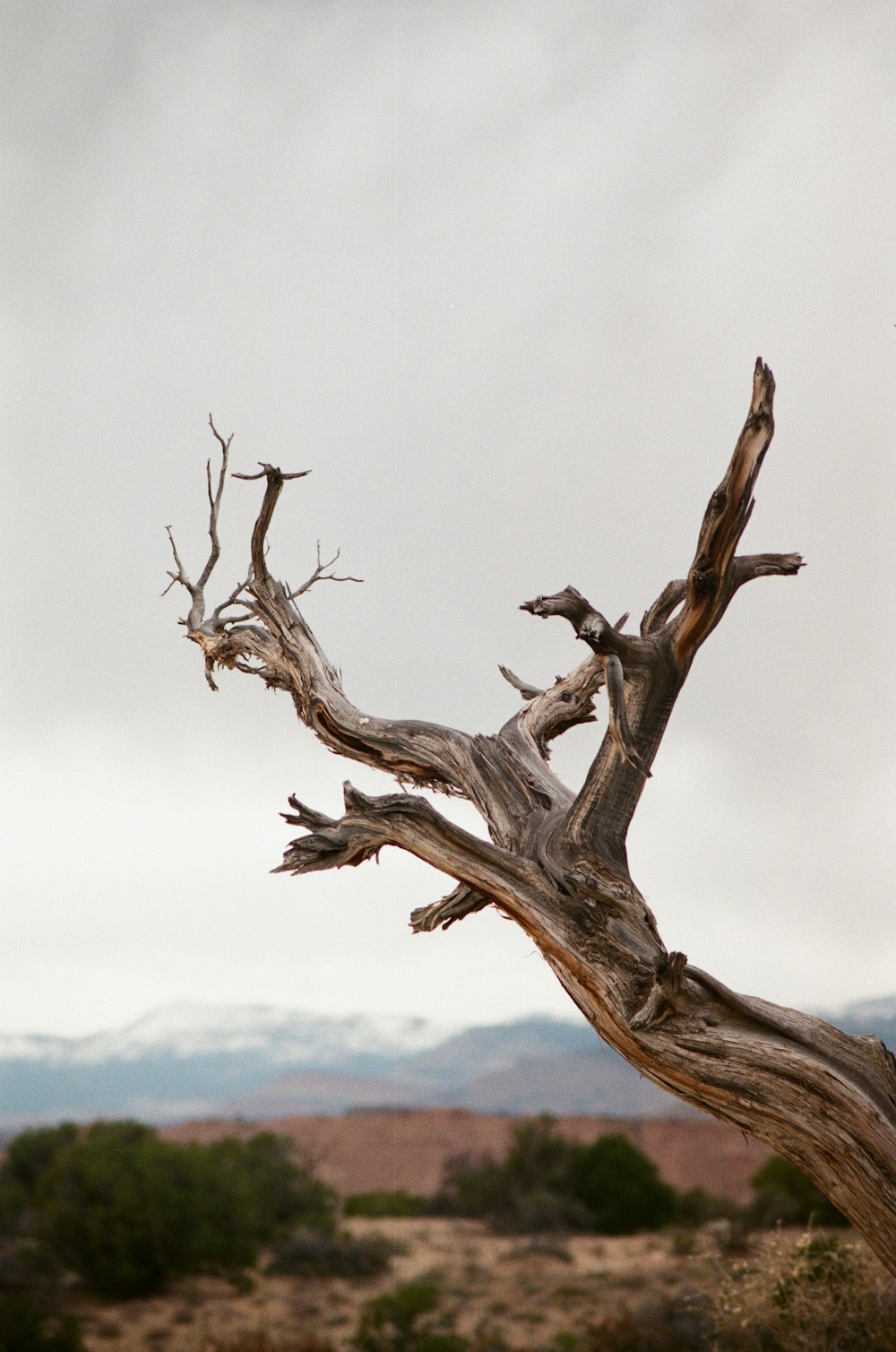 tronco de árvore marrom murcho