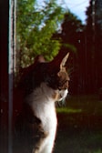 A serene cat with neurological challenges perched contentedly on a windowsill overlooking a garden.