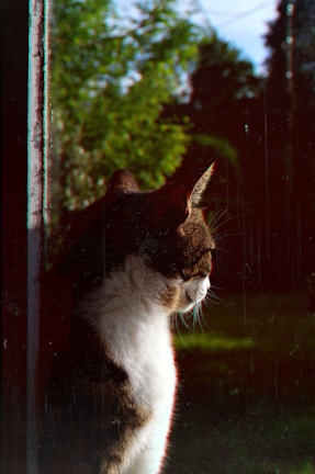 A serene cat with neurological challenges perched contentedly on a windowsill overlooking a garden.