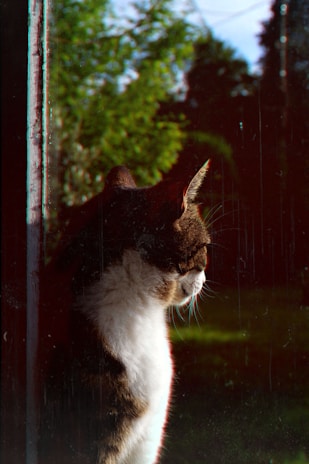 A gentle cat perched by a window, watching birds outside on a sunny day.