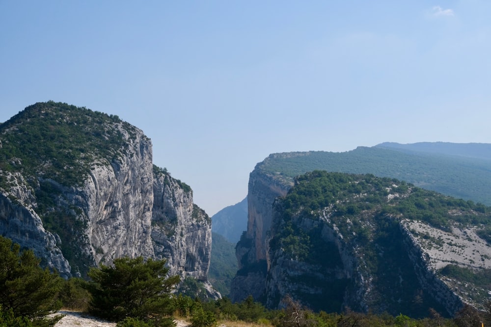 green plants on cliff during daytime