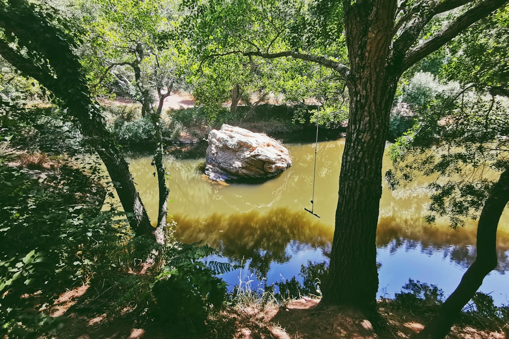 river beside trees during daytime