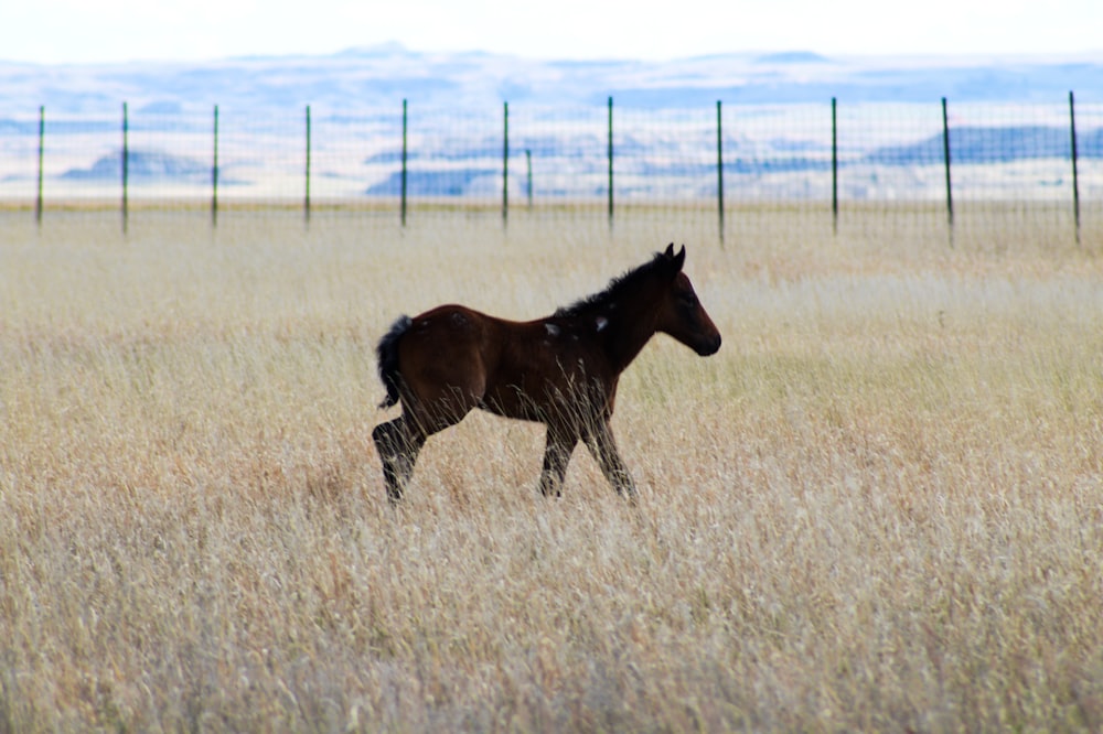 brown horse on grass field