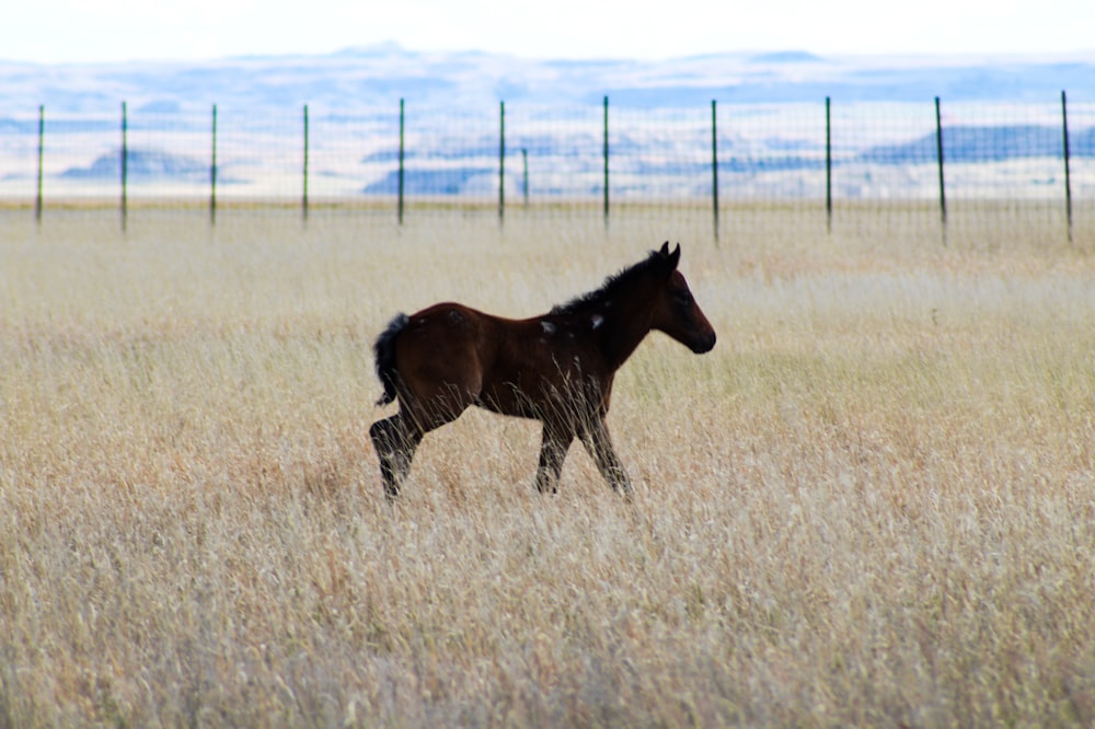 cheval brun sur le champ d’herbe