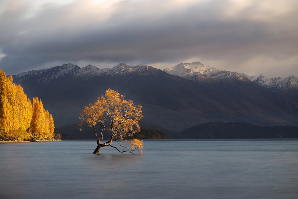 tree on the ocean photography