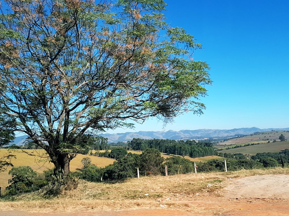 green-leafed tree