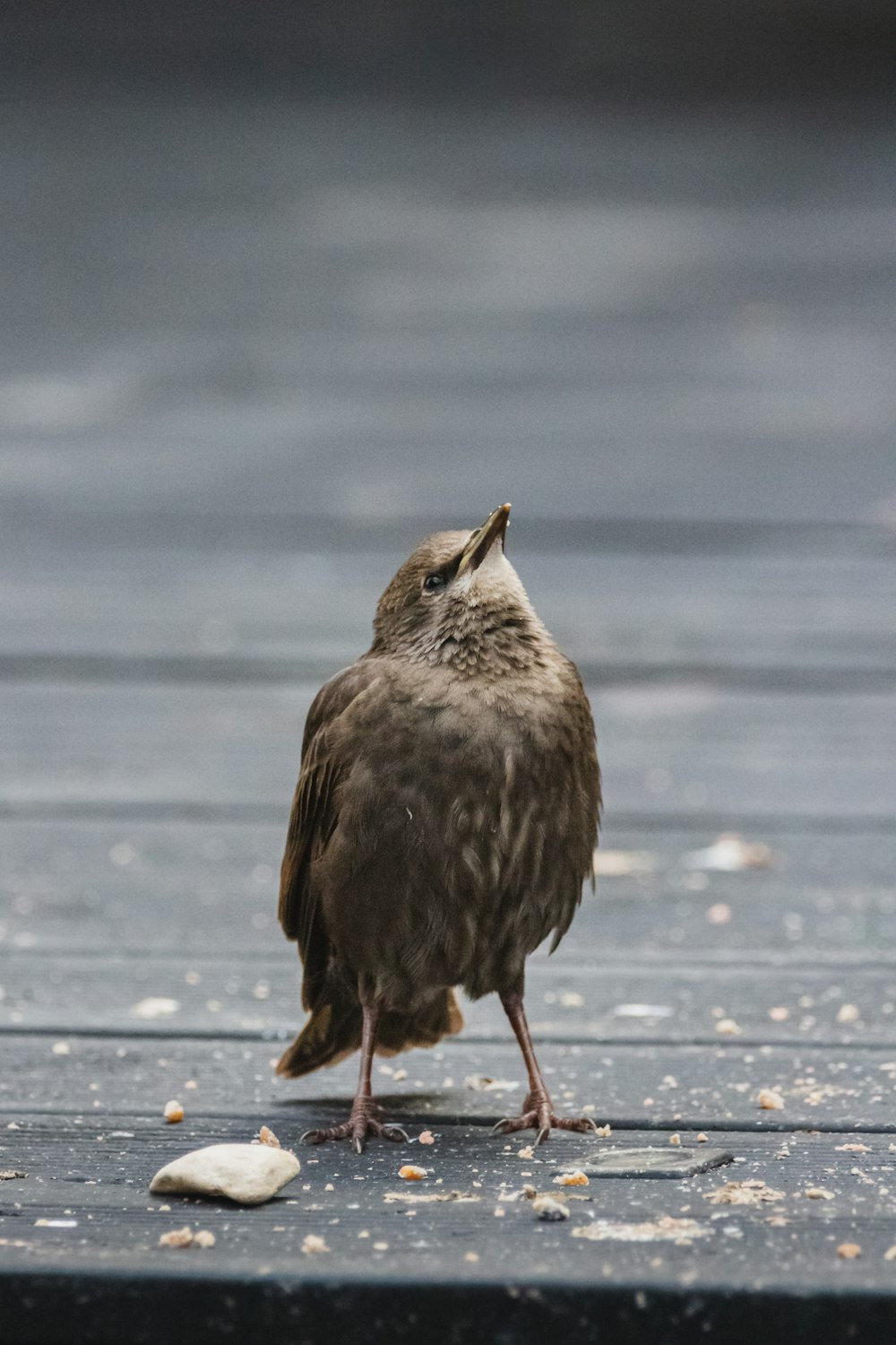 brown small beaked bird