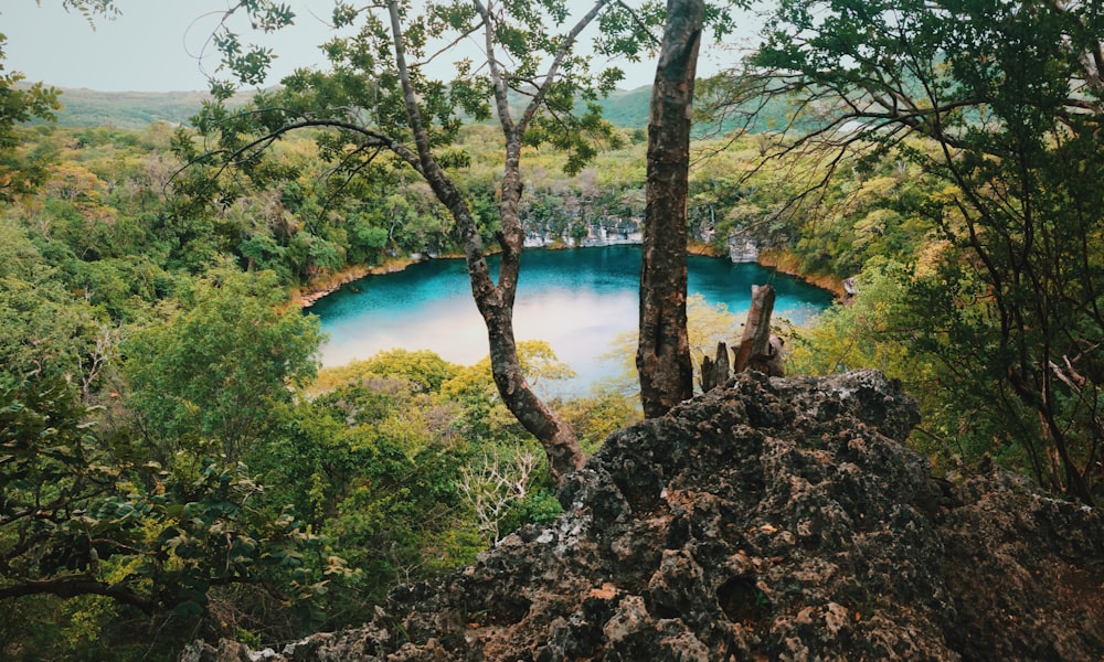 body of water surrounded by trees