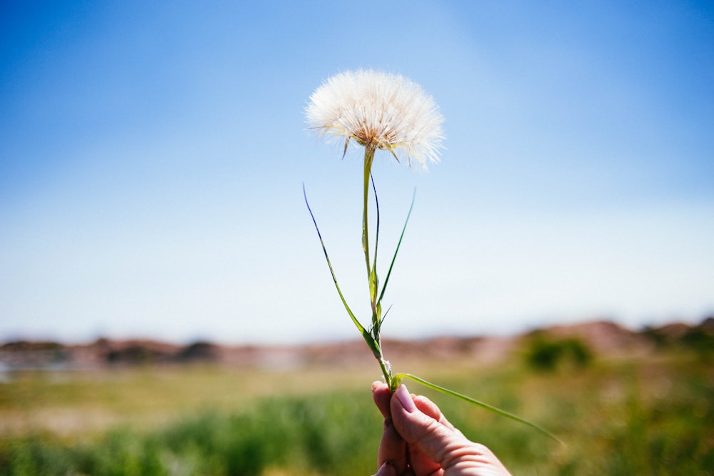 white petaled flower