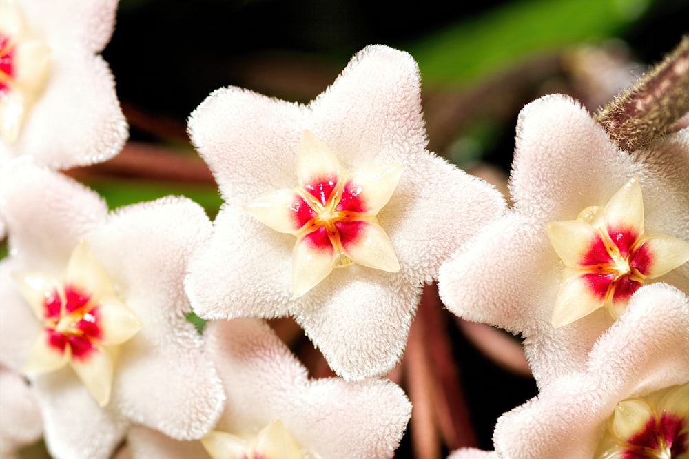 white petaled flower