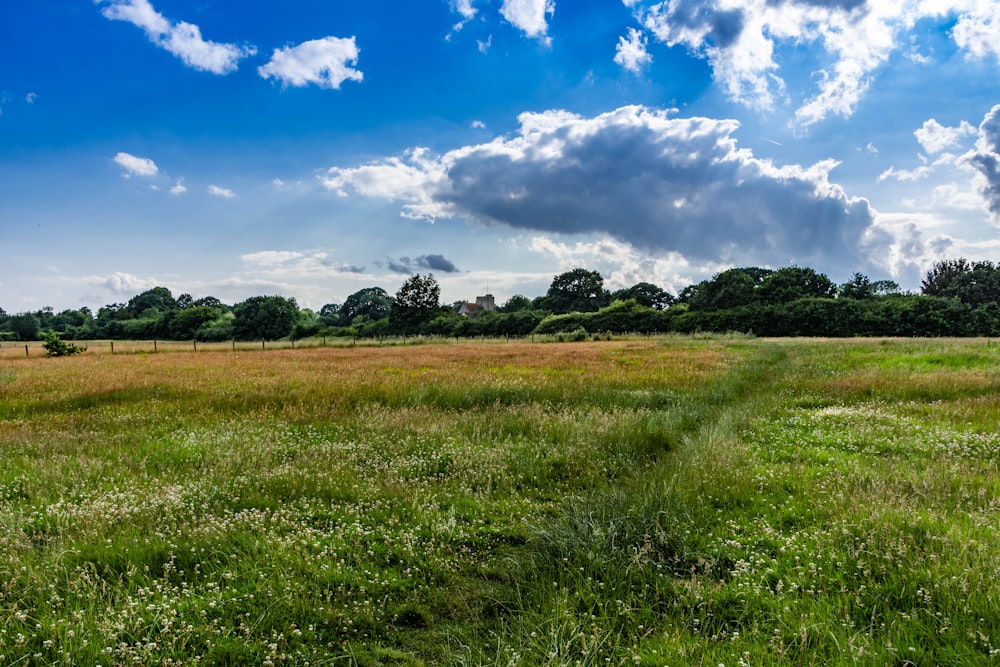 green-leafed tree on open field during daytime