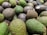 A pile of avocados with varying shades of green and brown skins, some with stickers. The texture of the avocados is bumpy and they are stacked closely together.