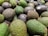 A pile of avocados with varying shades of green and brown skins, some with stickers. The texture of the avocados is bumpy and they are stacked closely together.