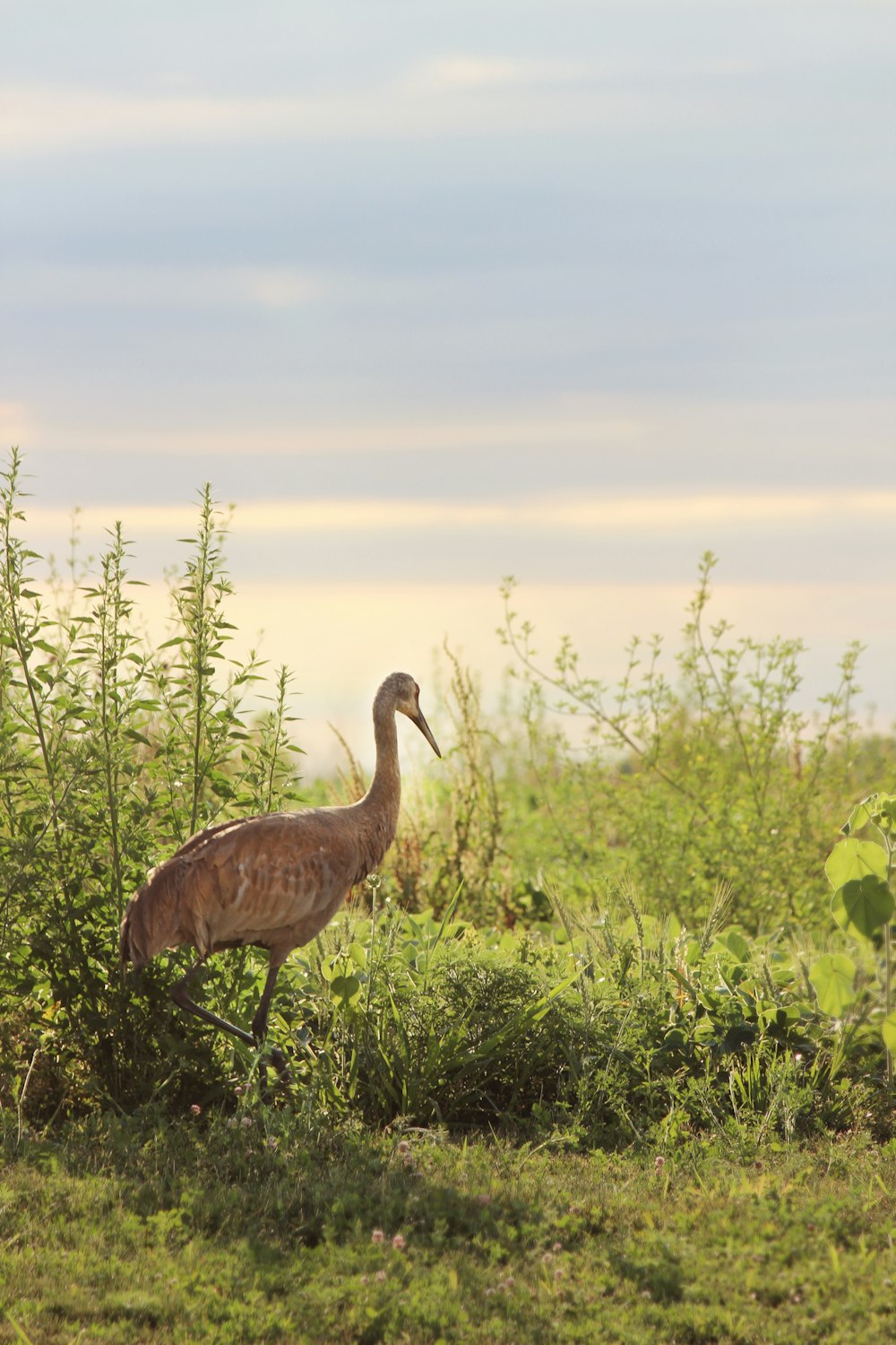 brown bird standing on grass field during daytime
