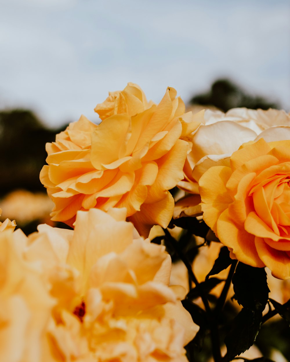 fleur à pétales jaunes