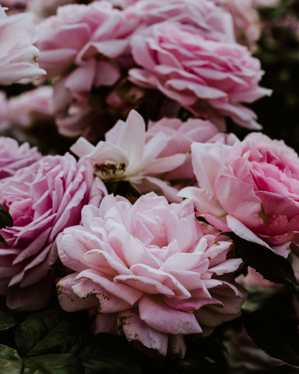 close-up photo of pink petaled flowers