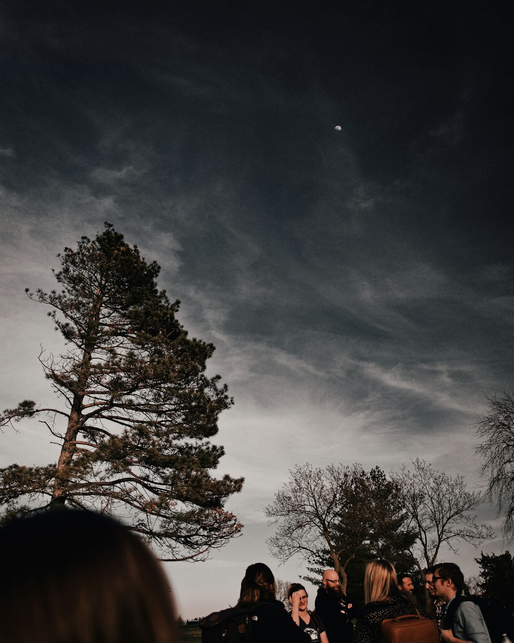 group of people gathering near tall trees during night time