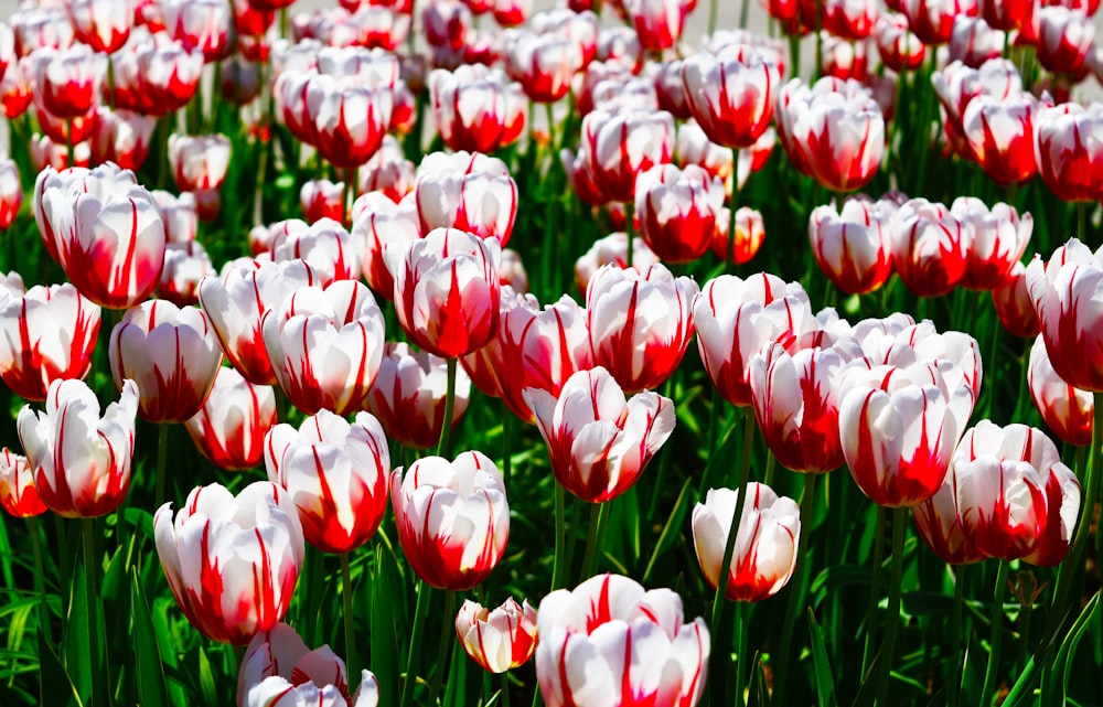 red-and-white-petaled flowers