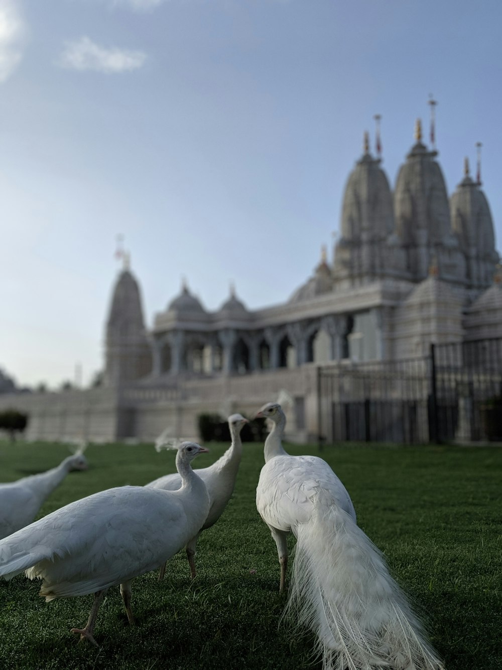 varios pavos reales blancos frente a un edificio de hormigón blanco