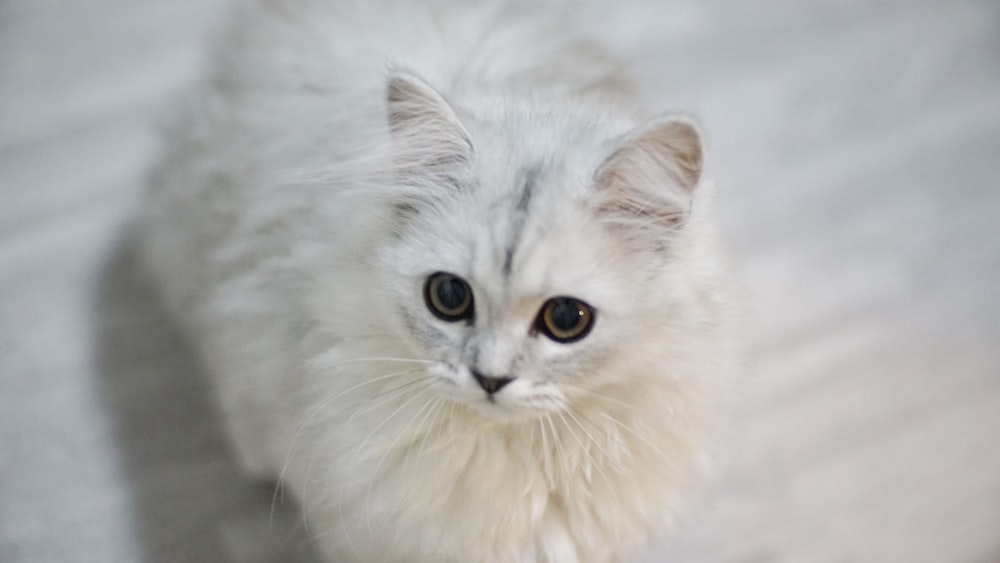 long-fur white cat