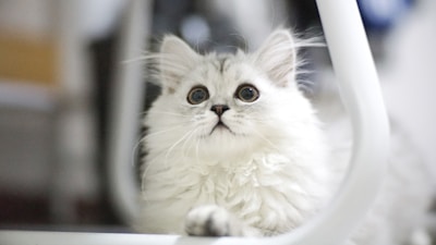 A fluffy white cat using a slow feeder bowl with a playful expression.
