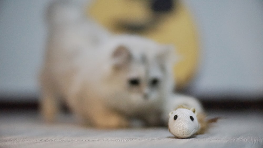 short-furred white cat on selective focus photography