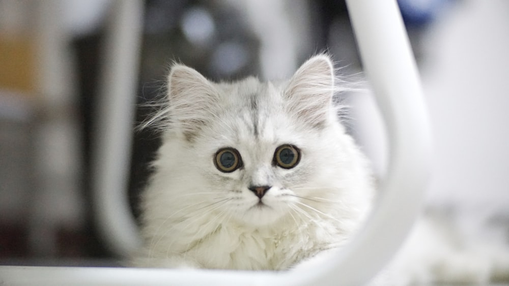 white cat facing on camera